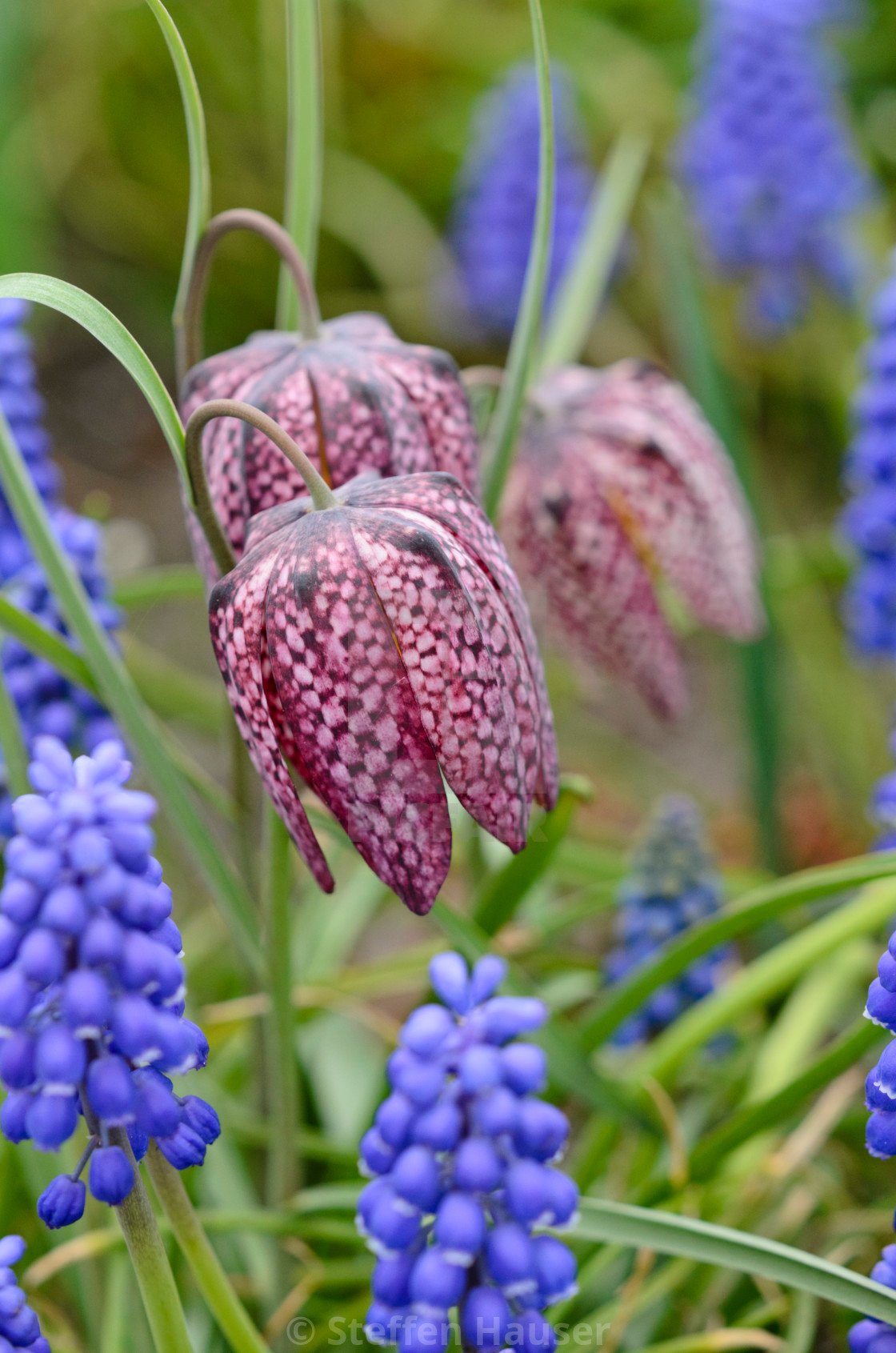 1000 naturalising flower bulb collection - misc flower bulbs and